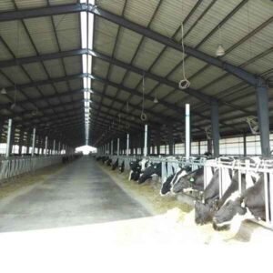 Cattle Shed